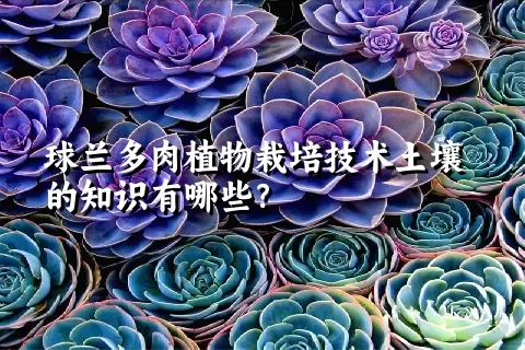 球兰多肉植物栽培技术土壤的知识有哪些？