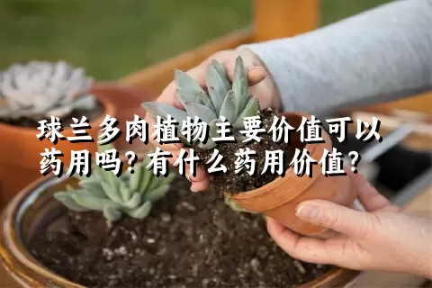 球兰多肉植物主要价值可以药用吗？有什么药用价值？