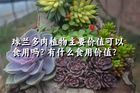 球兰多肉植物主要价值可以食用吗？有什么食用价值？