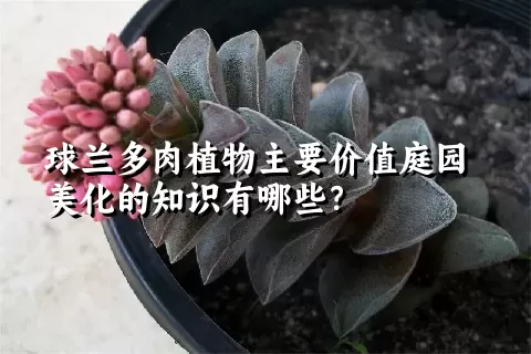 球兰多肉植物主要价值庭园美化的知识有哪些？