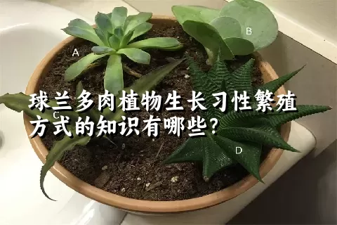 球兰多肉植物生长习性繁殖方式的知识有哪些？