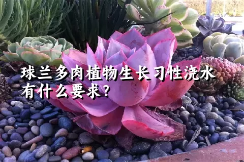 球兰多肉植物生长习性浇水有什么要求？	