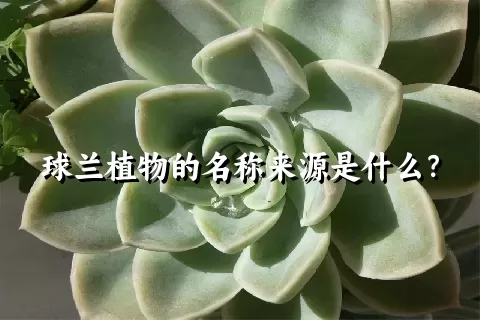 球兰植物的名称来源是什么？