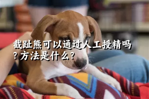 截趾熊可以通过人工授精吗？方法是什么？