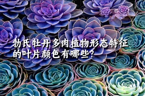 勃氏牡丹多肉植物形态特征的叶片颜色有哪些？