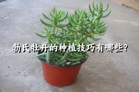 勃氏牡丹的种植技巧有哪些？