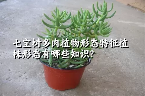 七宝树多肉植物形态特征植株形态有哪些知识？