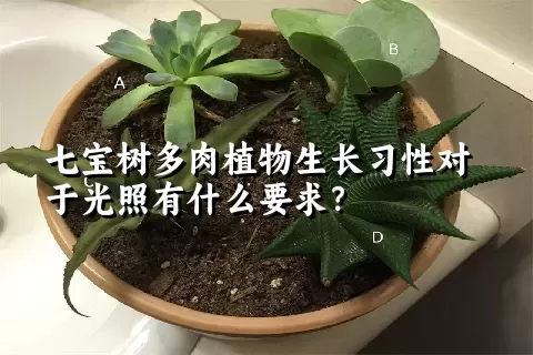 七宝树多肉植物生长习性对于光照有什么要求？