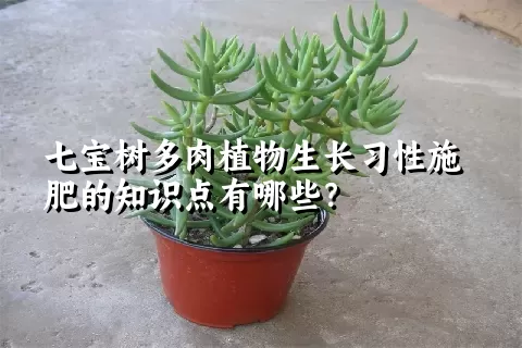 七宝树多肉植物生长习性施肥的知识点有哪些？	