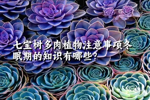 七宝树多肉植物注意事项冬眠期的知识有哪些？