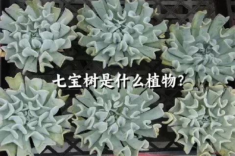 七宝树是什么植物？