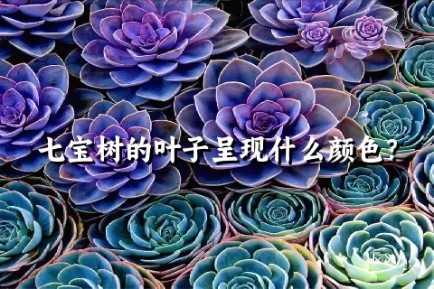 七宝树的叶子呈现什么颜色？