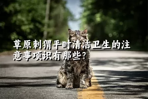 草原刺猬平时清洁卫生的注意事项识有那些？ 