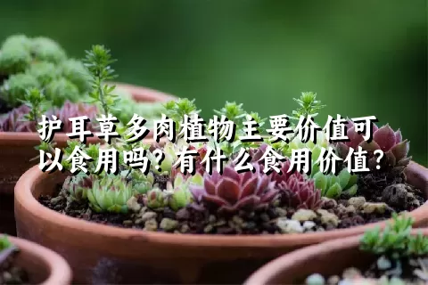 护耳草多肉植物主要价值可以食用吗？有什么食用价值？