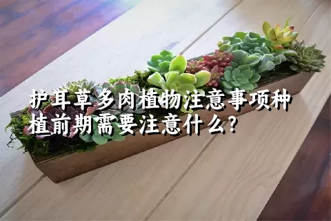 护耳草多肉植物注意事项种植前期需要注意什么？ 