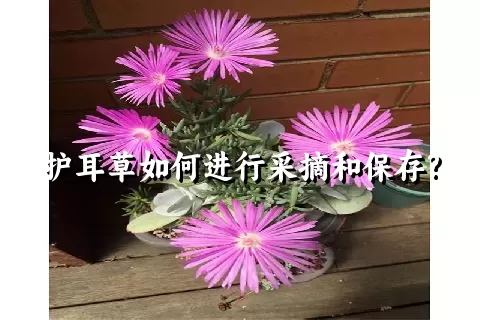 护耳草如何进行采摘和保存?