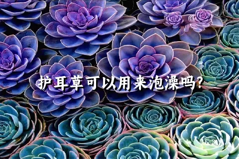 护耳草可以用来泡澡吗?