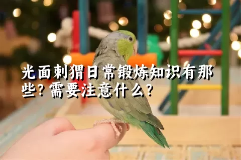 光面刺猬日常锻炼知识有那些？需要注意什么？