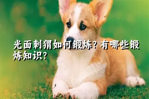 光面刺猬如何锻炼？有哪些锻炼知识？