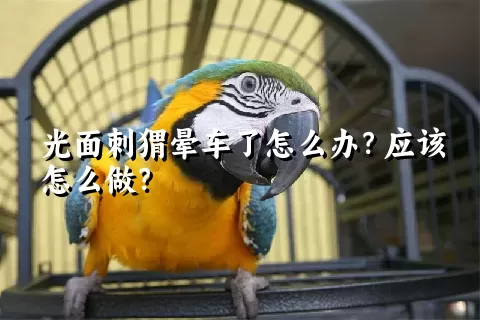 光面刺猬晕车了怎么办？应该怎么做？