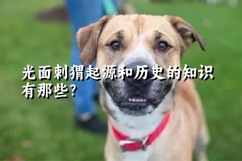 光面刺猬起源和历史的知识有那些？