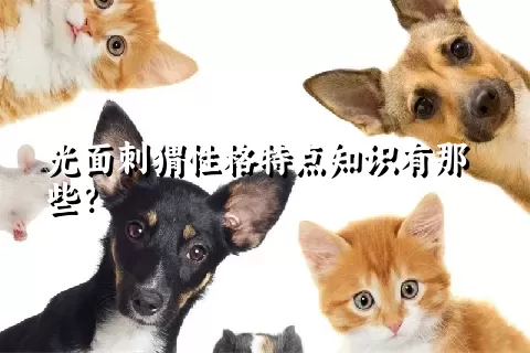 光面刺猬性格特点知识有那些？