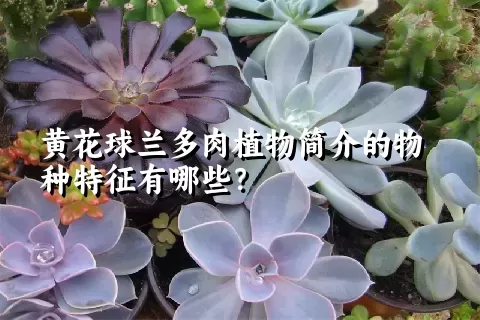 黄花球兰多肉植物简介的物种特征有哪些？