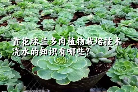 黄花球兰多肉植物栽培技术浇水的知识有哪些？