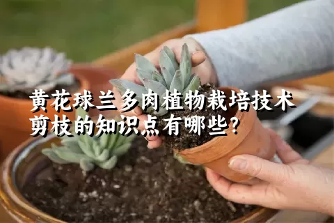 黄花球兰多肉植物栽培技术剪枝的知识点有哪些？