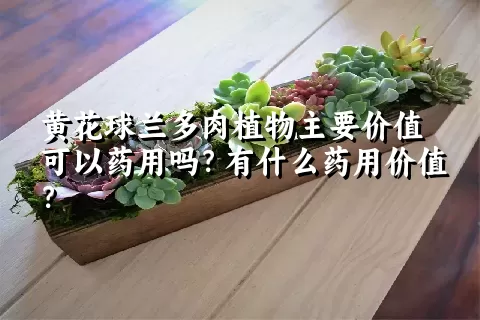 黄花球兰多肉植物主要价值可以药用吗？有什么药用价值？