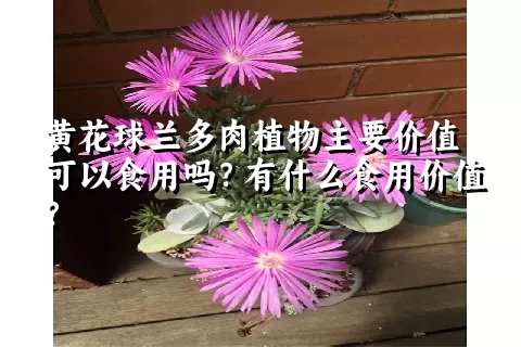 黄花球兰多肉植物主要价值可以食用吗？有什么食用价值？