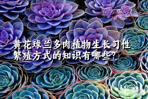 黄花球兰多肉植物生长习性繁殖方式的知识有哪些？