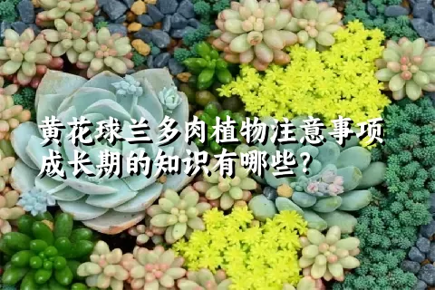 黄花球兰多肉植物注意事项成长期的知识有哪些？ 