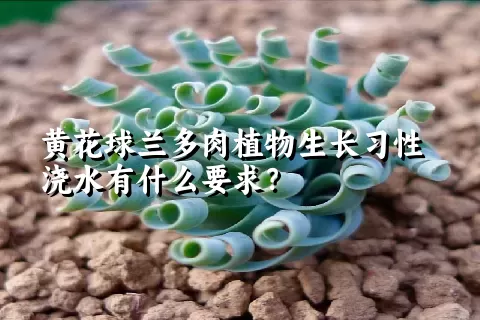 黄花球兰多肉植物生长习性浇水有什么要求？	