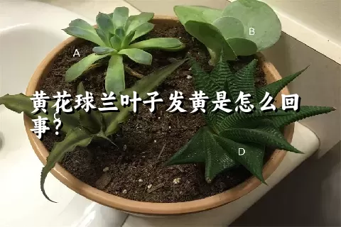 黄花球兰叶子发黄是怎么回事？