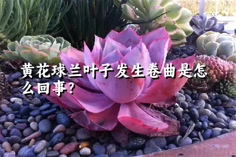 黄花球兰叶子发生卷曲是怎么回事？