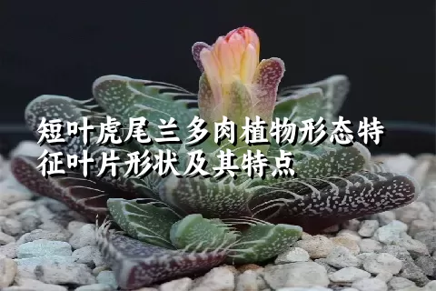 短叶虎尾兰多肉植物形态特征叶片形状及其特点