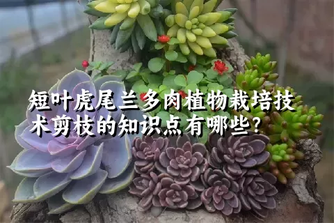 短叶虎尾兰多肉植物栽培技术剪枝的知识点有哪些？