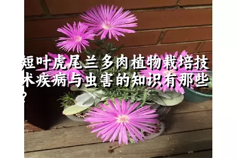 短叶虎尾兰多肉植物栽培技术疾病与虫害的知识有那些？ 