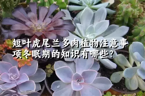 短叶虎尾兰多肉植物注意事项冬眠期的知识有哪些？