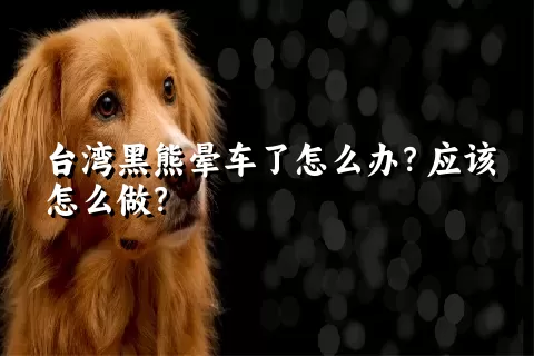 台湾黑熊晕车了怎么办？应该怎么做？