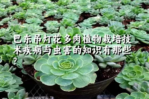 巴东吊灯花多肉植物栽培技术疾病与虫害的知识有那些？ 