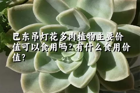 巴东吊灯花多肉植物主要价值可以食用吗？有什么食用价值？