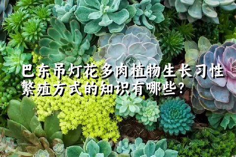 巴东吊灯花多肉植物生长习性繁殖方式的知识有哪些？