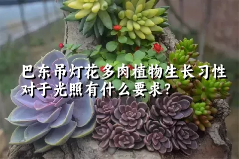 巴东吊灯花多肉植物生长习性对于光照有什么要求？