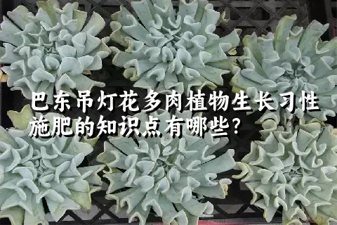 巴东吊灯花多肉植物生长习性施肥的知识点有哪些？	