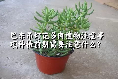 巴东吊灯花多肉植物注意事项种植前期需要注意什么？ 