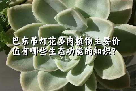 巴东吊灯花多肉植物主要价值有哪些生态功能的知识？