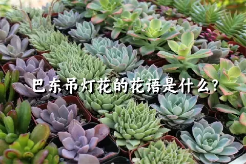 巴东吊灯花的花语是什么？