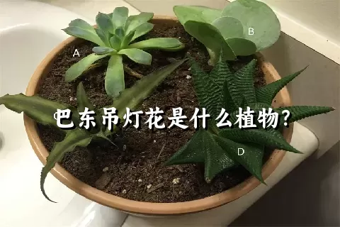 巴东吊灯花是什么植物？